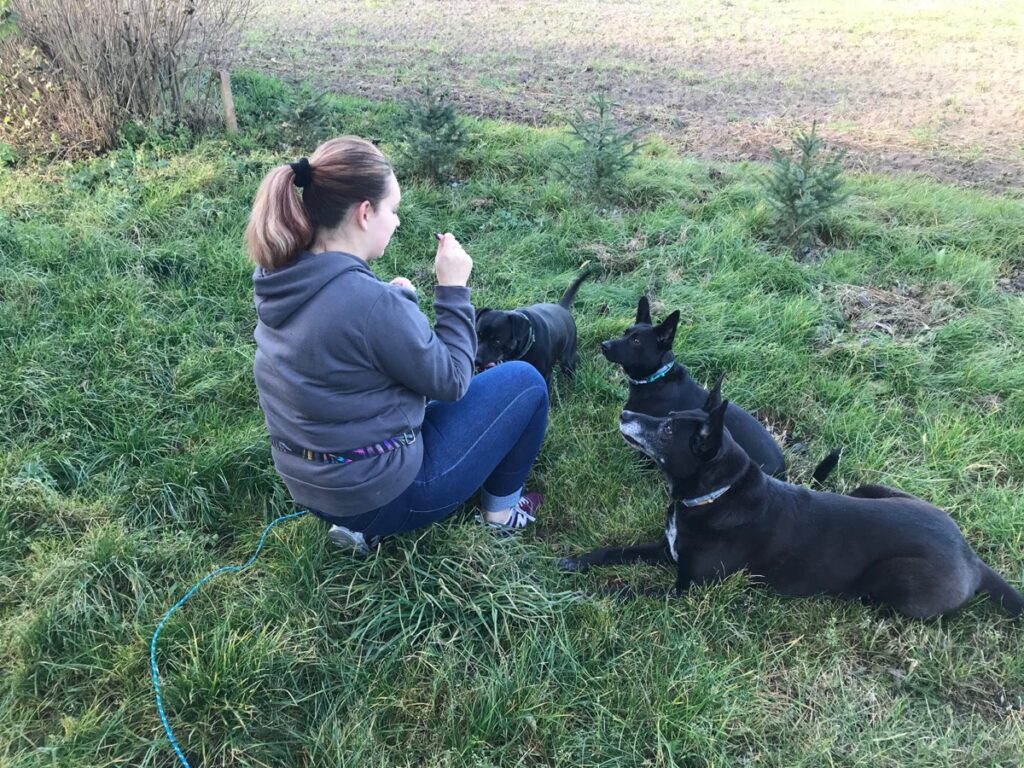 Trening psów w terenie