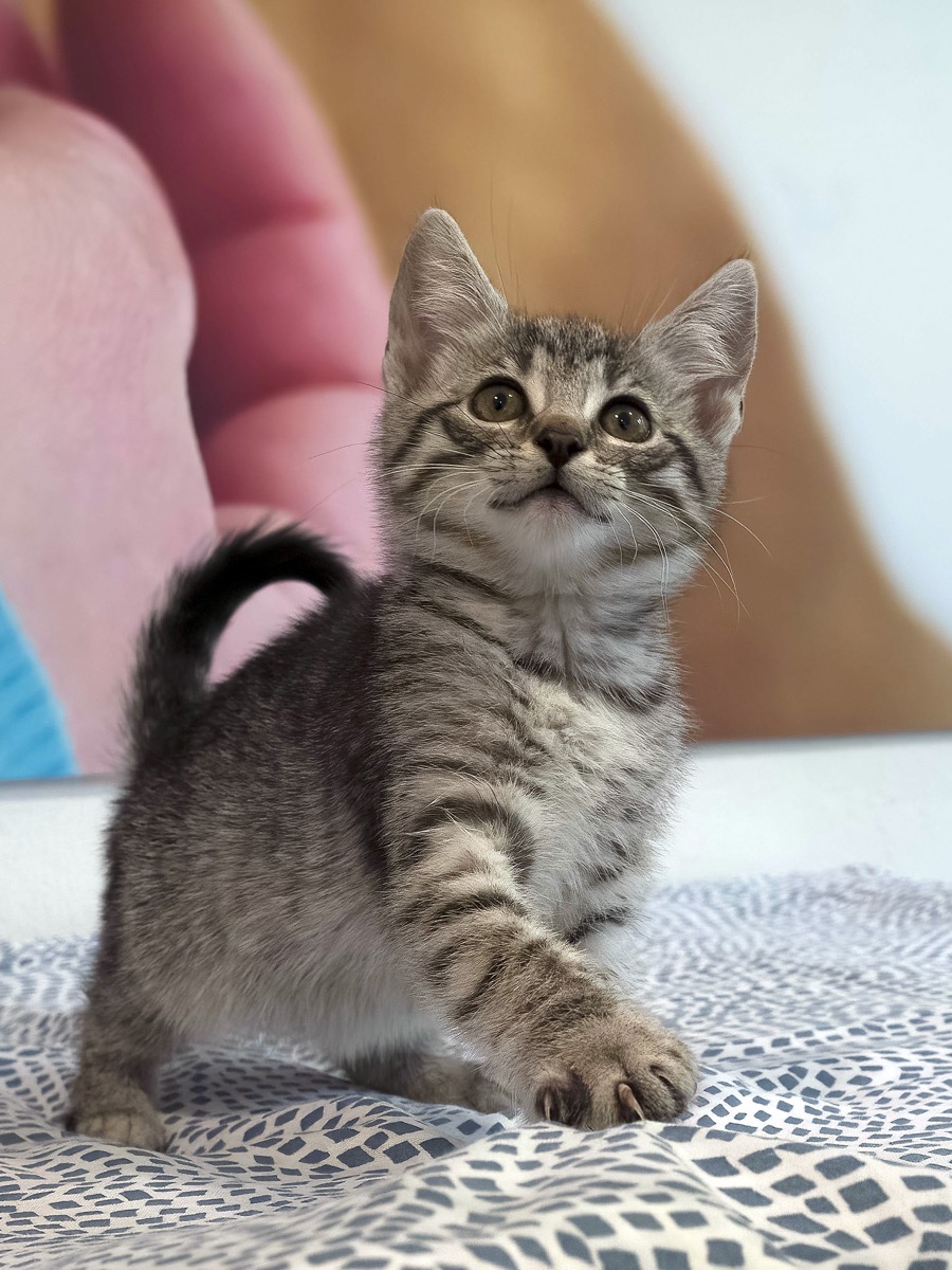Kocię na kanapie w domu opiekunów — konsultacja behawioralna odbywa się w mieszkaniu kota