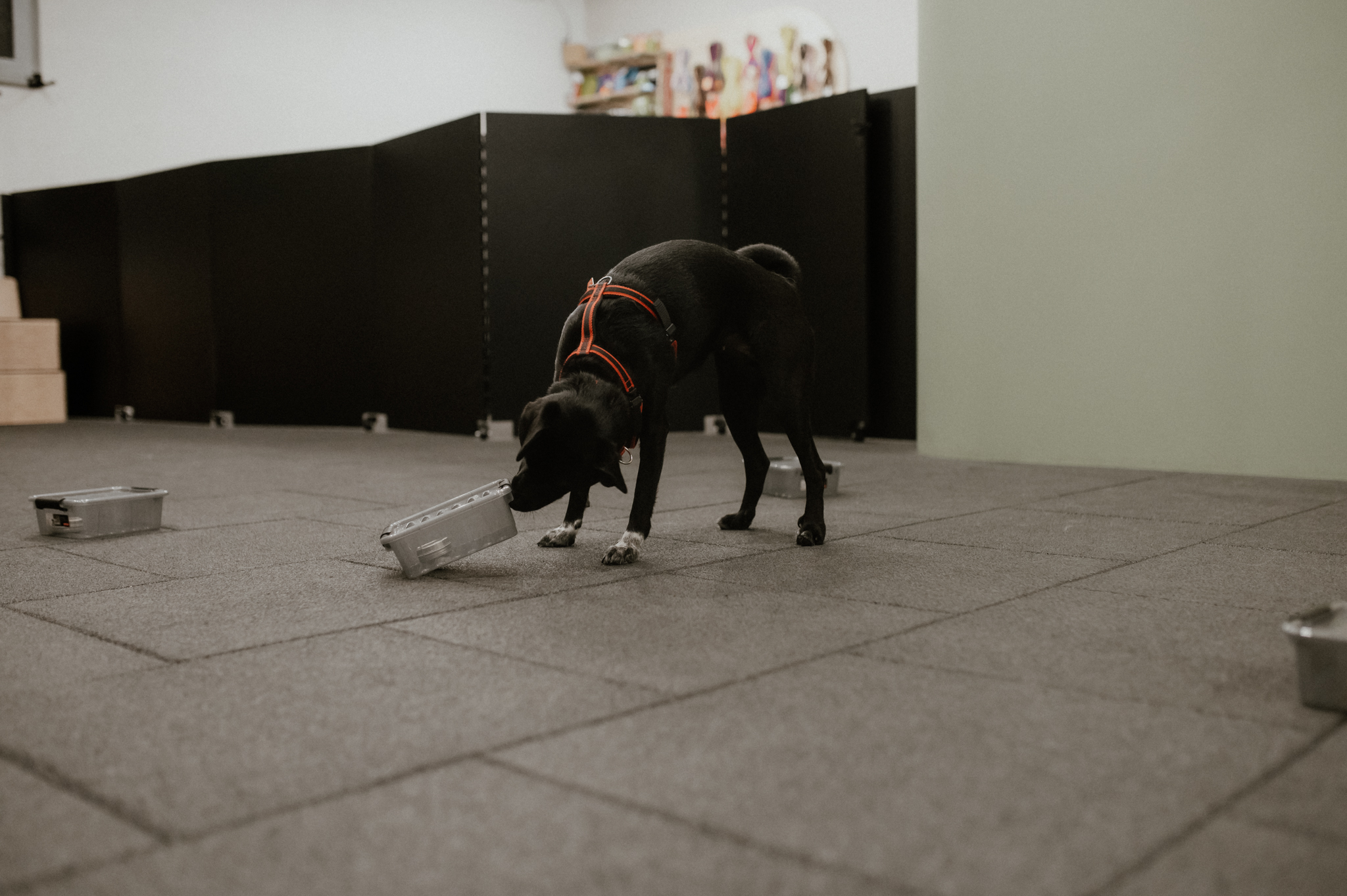 Nosework